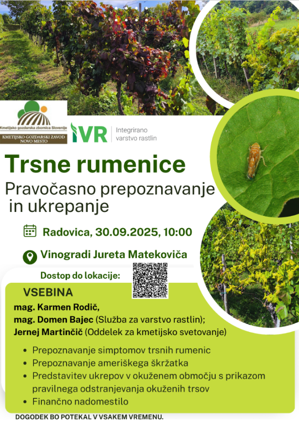 Trsna_rumenica.png